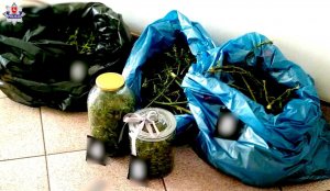 zabezpieczone ziele konopi innych niż włókniste, marihuana i amfetamina