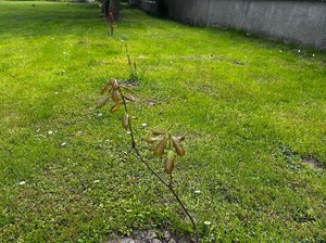 młode dęby