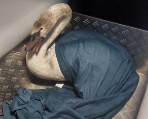 Łabędź w radiowozie